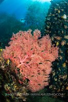 Sea Fan Beneath Trees, Indonesia