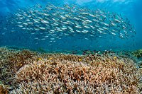 Fusiliers Over Reef, Indonesia