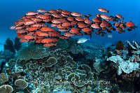 Pinjalo School Over Reef, Indonesia