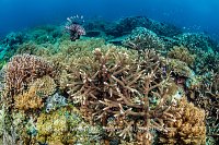 Lionfish Patrols Coral Reef, Indonesia