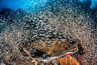 Cardinalfish Swarm Over Reef, Indonesia