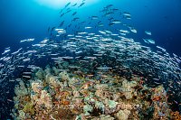 Silversides Hunted By Jacks, Indonesia