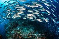 Bludger Trevally Swarm A Reef, Indonesia