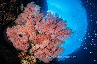 Reef Scene Beneath Snell's Window, Indonesia