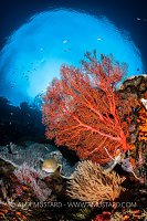 Reef Scene Beneath Snell's Window, Indonesia