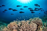 Bumphead Parrotfish Over The Reef, Indonesia