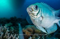 Damselfish Guards Eggs, Egypt