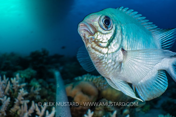 Damselfish Guards Eggs, Egypt