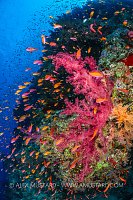 Soft Corals And Anthias, Classic Red Sea, Egypt