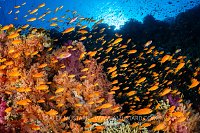 Anthias Reef Scene, Egypt