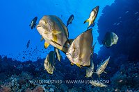 Batfish Group, Egypt