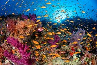 Anthias Reef Scene, Egypt