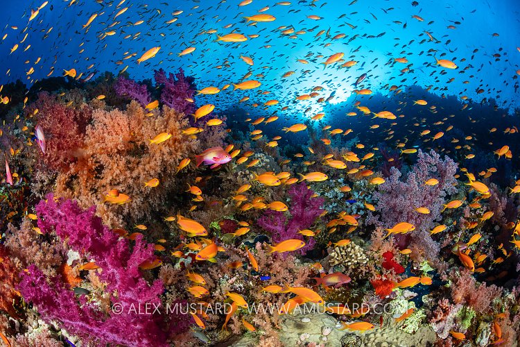 Anthias Reef Scene, Egypt