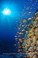 Coral And Anthias With Sunburst, Egypt