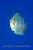Zebra Angelfish, Egypt