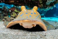 Blue Spotted Stingray, Egypt
