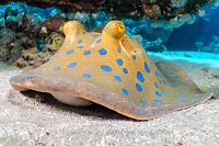 Blue Spotted Stingray, Egypt