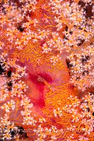 Goby On Soft Coral, Egypt