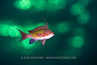 Males Anthias At Sunset, Egypt