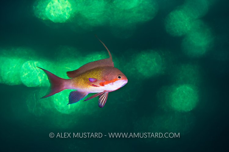 Males Anthias At Sunset, Egypt