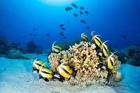Bannerfish Together, Egypt