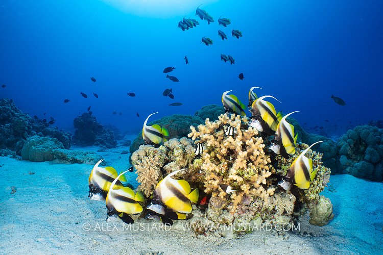 Bannerfish Together, Egypt