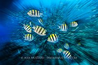 Reef Fish Zoom, Egypt
