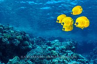 Butterflyfish Over Reef, Egypt
