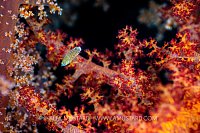 Wrasse Over Soft Coral, Egypt