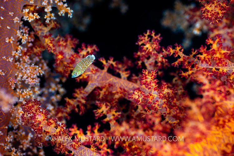 Wrasse Over Soft Coral, Egypt