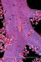 Goby On Soft Coral, Egypt