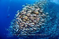 A school of bohar snappers (Lutjanus bohar) gathered for spawning with diver (Henri ). These fish are usually solitary and aggregate each summer in the Red Sea to spawn. Each of these fish is 50-80cm long and can live over 75 years. Ras Mohammed, Sinai, Egypt. Red Sea.