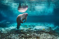 Manatee In Spring. USA