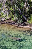 Manatee In Spring. USA