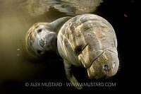 Manatees in the Murk. USA