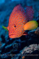 Coral Grouper. Maldives