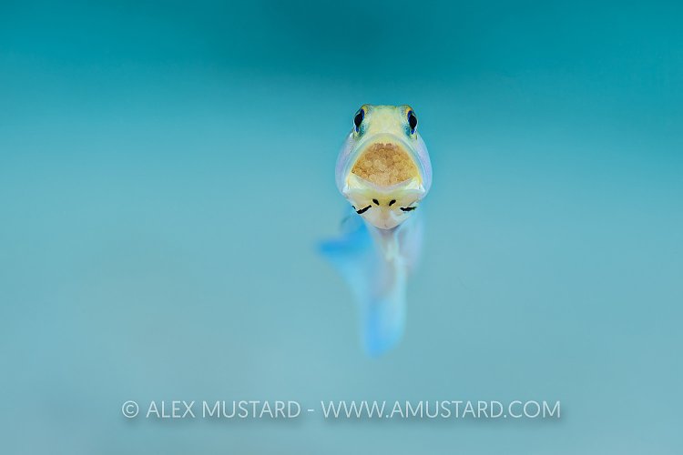 Jawfish With Eggs. Cayman Islands