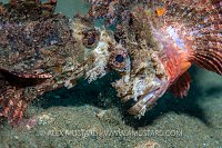 Scorpionfish Fight! Indonesia