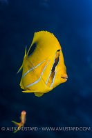 Eclipse Butterflyfish. Maldives