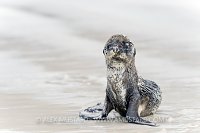 Sea Lion Pup. Galapagos