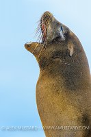 Sea Lion Portrait. Galapagos