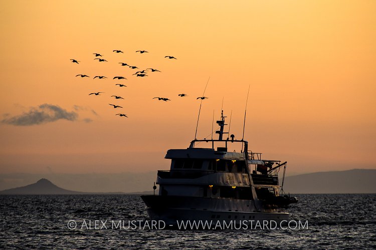 Frigate Birds Over Boat. Galapagos