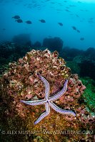 Starfish Underwater Scene. Galapagos