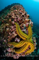 Starfish Underwater Scene. Galapagos