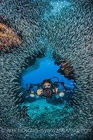 Diver And Silversides. Cayman Islands.
