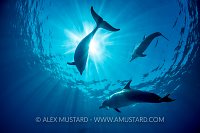 Bottlenose Dolphins Dancing In Sunbeams. Egypt