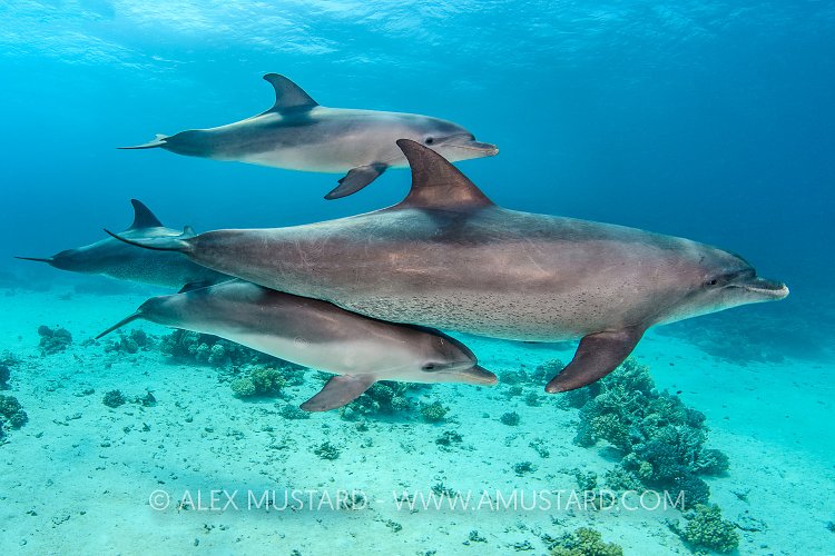 Bottlenose Dolphins. Egypt