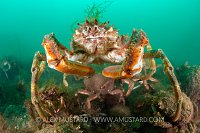 Spider Crab Aggregation. UK