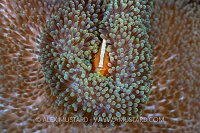Anemonefish Snug. Indonesia