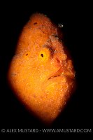Orange Frogfish. Indonesia